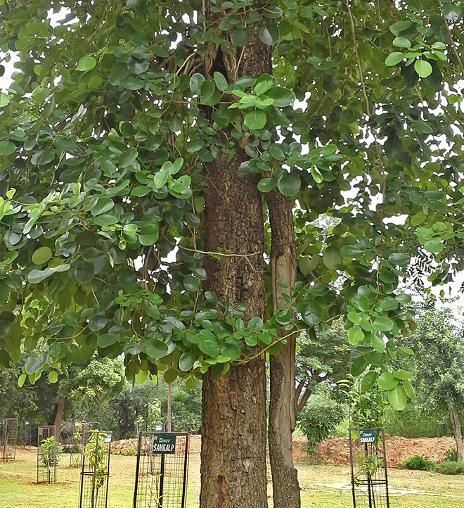 Red Sandalwood